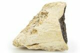 Fossil Tyrannosaur (T rex) Bone Section - Wyoming #309867-1